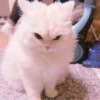 、cute cat @JENNIEUKKIM 20