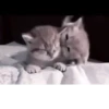 Cats^^ @xxfgldp🐈‍⬛ :: @fStikBot 15