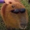 CapyBara 19
