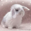 Bunny eri :: @fStikBot 15