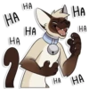 Cas Kitty 23