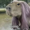 CapyBara 20