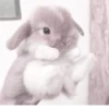 Bunny eri :: @fStikBot 16