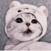 Cats^^ @xxfgldp🐈‍⬛ :: @fStikBot 16