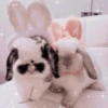 Bunny eri :: @fStikBot 17