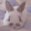 Bunny eri :: @fStikBot 18