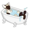 Cas Kitty 24