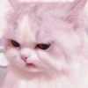 、cute cat @JENNIEUKKIM 21