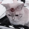 Cats^^ @xxfgldp🐈‍⬛ :: @fStikBot 18