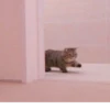 、cute cat @JENNIEUKKIM 22