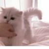 、cute cat @JENNIEUKKIM 23
