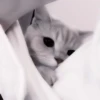 Cats^^ @xxfgldp🐈‍⬛ :: @fStikBot 19