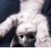 Cats^^ @xxfgldp🐈‍⬛ :: @fStikBot 20