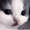 Cats^^ @xxfgldp🐈‍⬛ :: @fStikBot 21