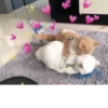 Cat cute ➪ @wiiwwwiiw 20