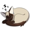 Cas Kitty 27