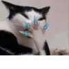 Cat cute ➪ @wiiwwwiiw 21