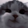 Cats^^ @xxfgldp🐈‍⬛ :: @fStikBot 23