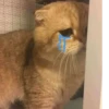 Cat cute ➪ @wiiwwwiiw 22