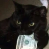 Cat cute ➪ @wiiwwwiiw 23