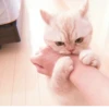 、cute cat @JENNIEUKKIM 24