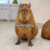 CapyBara 23