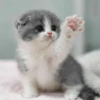 Коты by @stikeru7777 17