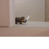 Cat cute ➪ @wiiwwwiiw 24