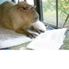 CapyBara 24