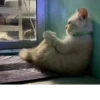 Cat cute ➪ @wiiwwwiiw 25