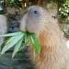 CapyBara 25