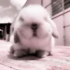 Bunny eri :: @fStikBot 20