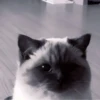 Cats^^ @xxfgldp🐈‍⬛ :: @fStikBot 24
