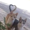 Коты by @stikeru7777 18