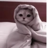 Cats^^ @xxfgldp🐈‍⬛ :: @fStikBot 25