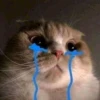 Cat cute ➪ @wiiwwwiiw 26