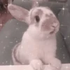 Bunny eri :: @fStikBot 21