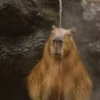 CapyBara 26