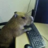 CapyBara 27
