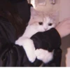 、cute cat @JENNIEUKKIM 25