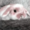 Bunny eri :: @fStikBot 22