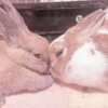 Bunny eri :: @fStikBot 23