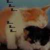 Z... Z... Z... Z... Z... Z....