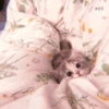 、cute cat @JENNIEUKKIM 26