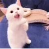 、cute cat @JENNIEUKKIM 28