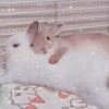 Bunny eri :: @fStikBot 25