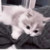 Cats^^ @xxfgldp🐈‍⬛ :: @fStikBot 27