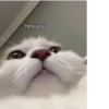 Cat cute ➪ @wiiwwwiiw 28