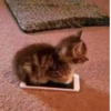 、cute cat @JENNIEUKKIM 29