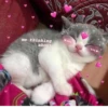 Cat cute ➪ @wiiwwwiiw 29